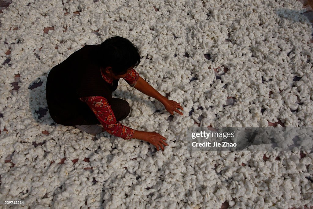 A farmer dries cotton outside her house in outskirts of Suining