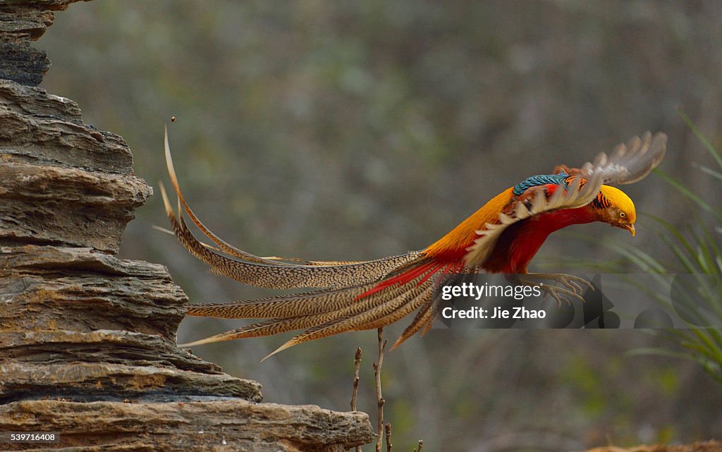 Chrysolophus pictus playing in Xiangyang, Hubei province, China