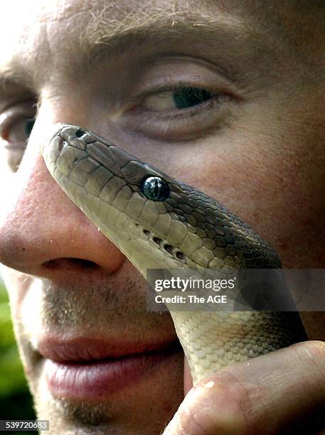 Python Shooting Venom Australian Venom Research Unit Photos and Premium High Res Pictures ...