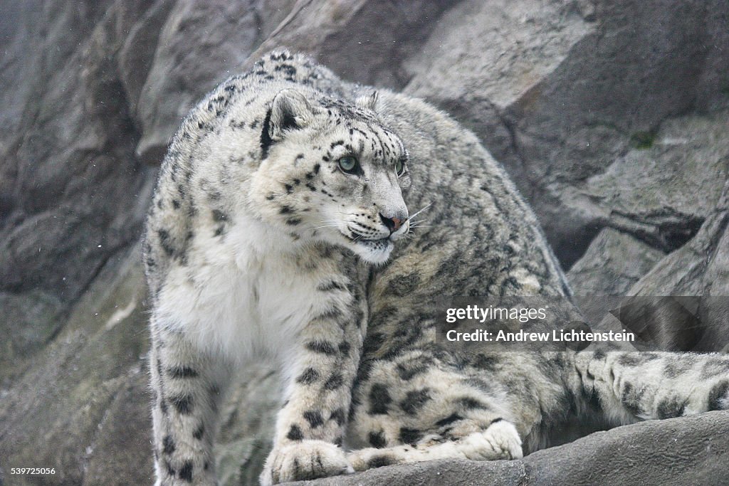 Snow Leopard at the Bronx Zoo