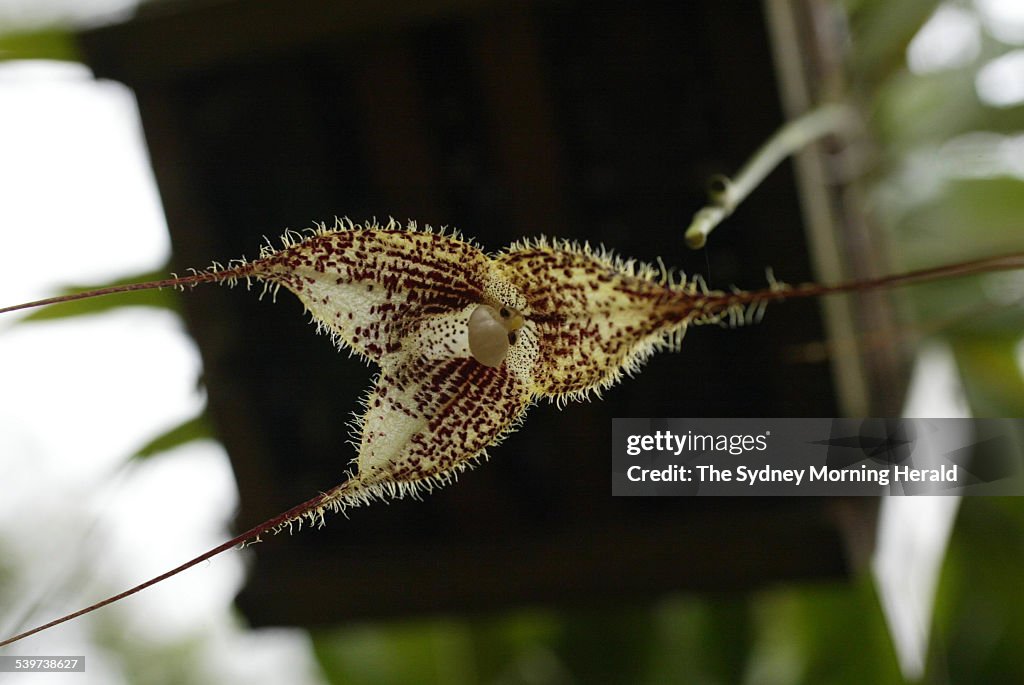 An orchid exhibtion entitled Sex And Death is being held at the Royal Botanic Ga