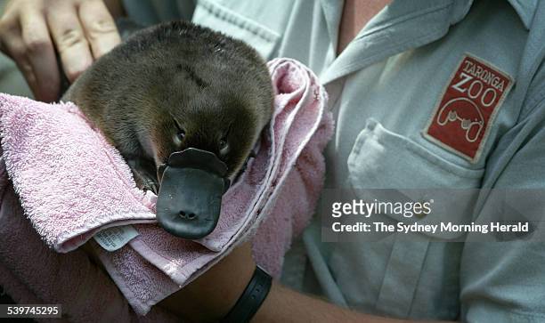 Keeper at Taronga Zoo holds a baby platypus, known as a puggle, after weighing it this morning. It first appeared outside the burrow this morning and...