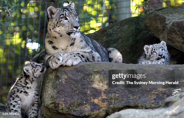 Taronga Zoo welcomes 2 snow leopard cubs, that were born in the zoo's breeding program. They are pictured with their mother on the first day of the...