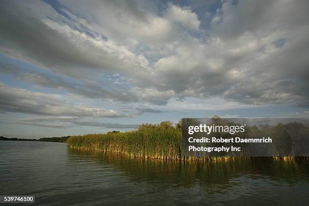 Mexican Reeds 363 Thick Mexican Stock Photos, High-Res Pictures, and Images - Getty ...