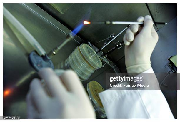 Laboratory technician at work at Astra Zeneca Pharmaceuticals, 11 August 2005. AFR Picture by PHIL CARRICK