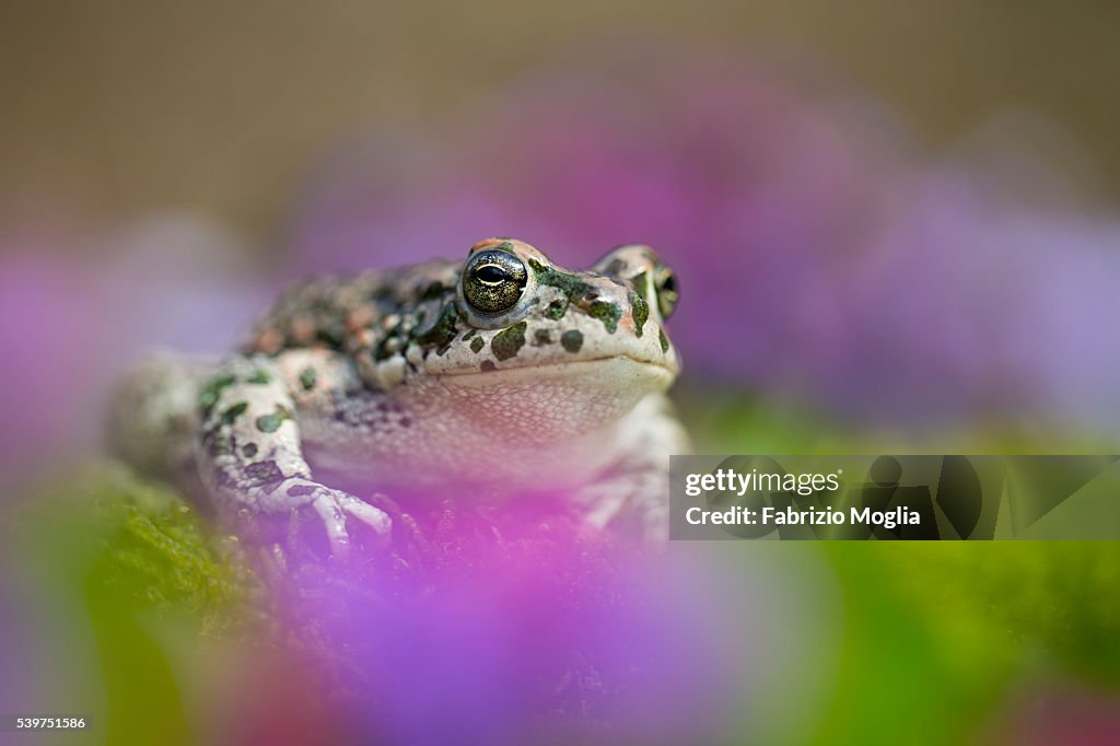 European green toad
