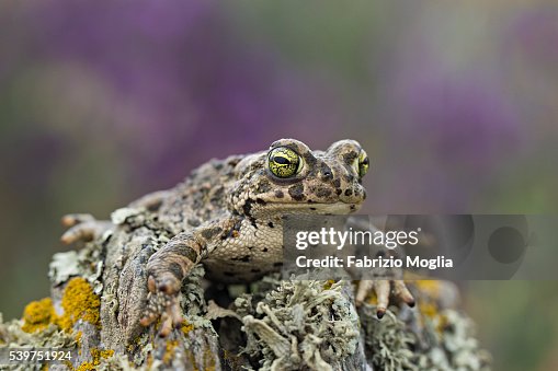 Natterjack toad Natterjack toad