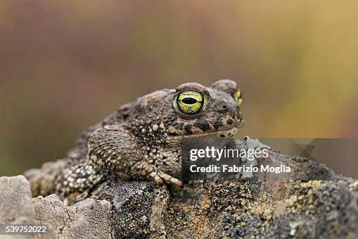 Natterjack toad Natterjack toad