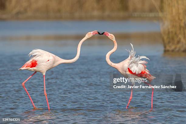 famingo dispute, phoenicopterus ruber - camargue stock pictures, royalty-free photos & images