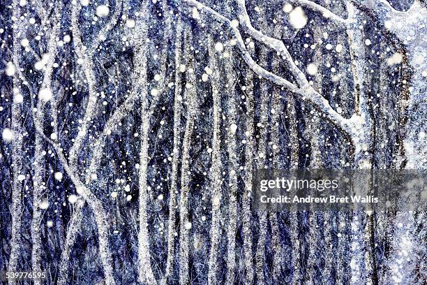 snow falls between winter birch branches - birch tree stock illustrations