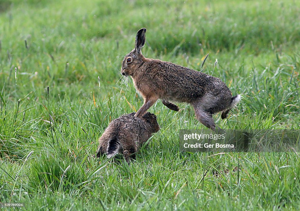 Hare Rabbit Fight Fighting Brown Hares High-Res Stock Photo - Getty Images