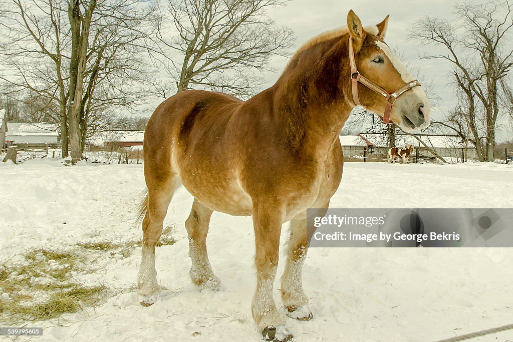 Belgian Heavy Horses