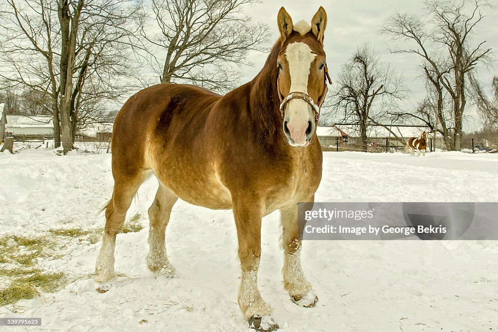 Belgian heavy horses
