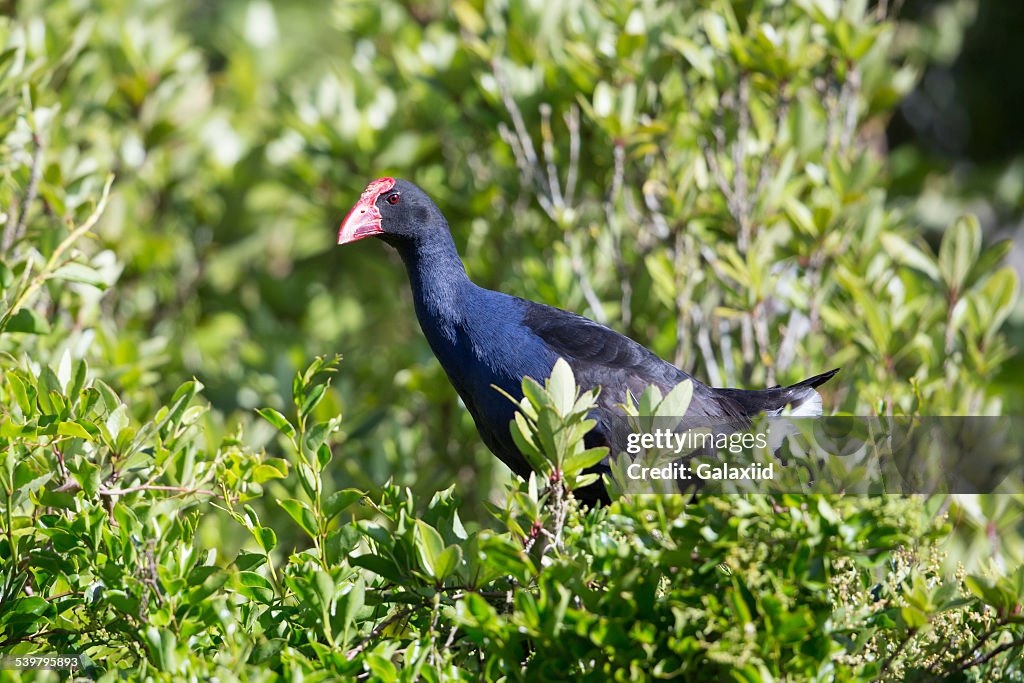 Pukeko in a tree (Porphyrio porphyrio)