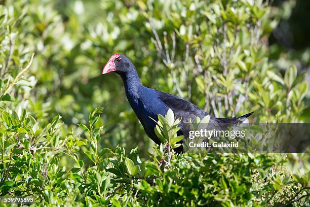 Pukeko Range 150 Pukeko Stock Photos, High-Res Pictures, and Images - Getty Images