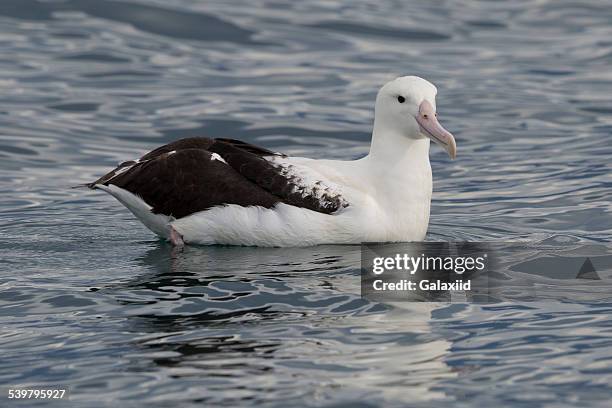 royal albatross on the water - diomedea epomophora stock pictures, royalty-free photos & images