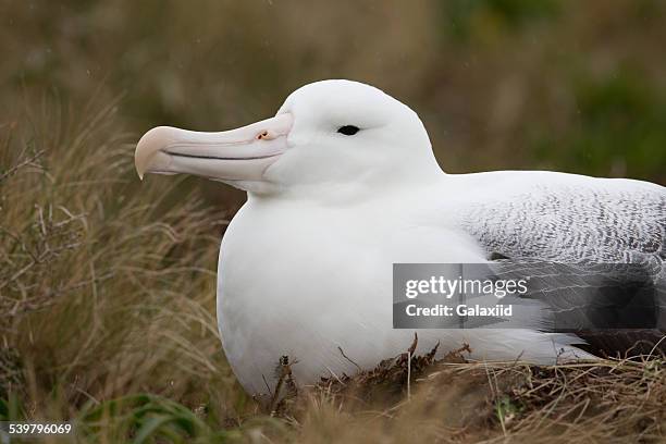 southern royal albatross (diomedea epomophora) - diomedea epomophora stock pictures, royalty-free photos & images