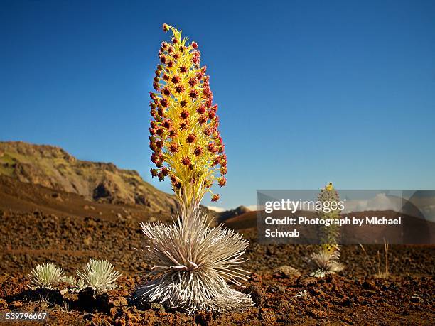 flowers at last - argyroxiphium sandwicense stock-fotos und bilder