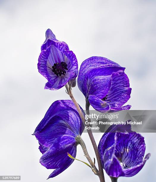 northern monkshood - aconitum carmichaelii stock pictures, royalty-free photos & images