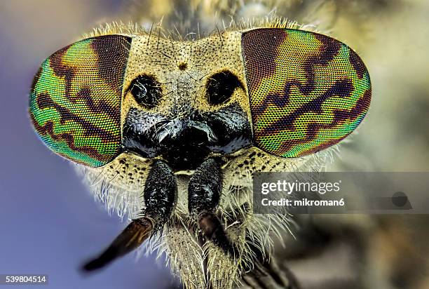 haematopota pluvialis, the common horse fly close-up - compound eye stock pictures, royalty-free photos & images