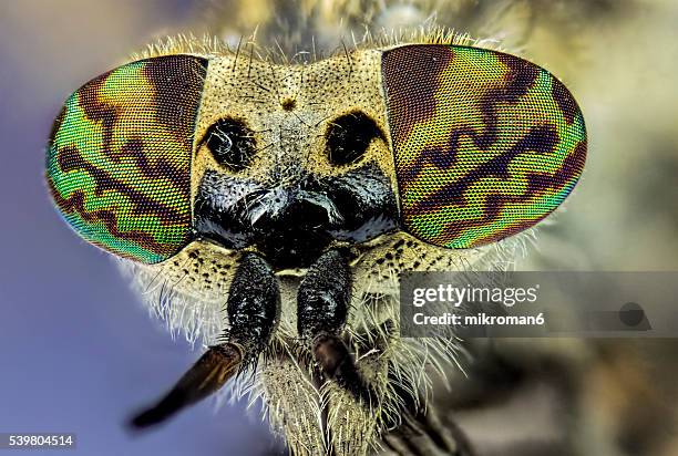 haematopota pluvialis, the common horse fly close-up - bug eyes 個照片及圖片檔