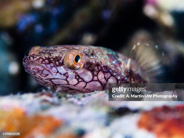 clingfish - almuñecar stockfoto's en -beelden