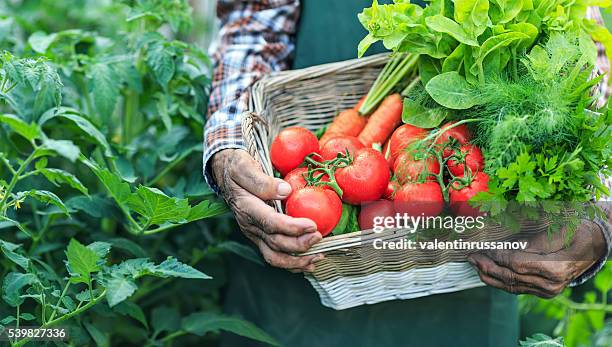 farmer holding a basket with fresh vegetables, close-up - harvesting herbs stock pictures, royalty-free photos & images