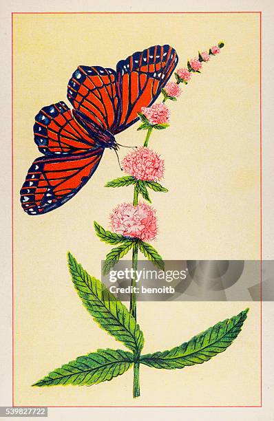 marsh hedge nettle - nettle stock illustrations