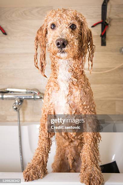 après un bain - mouillé photos et images de collection