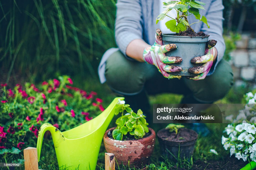 Stolze gardener