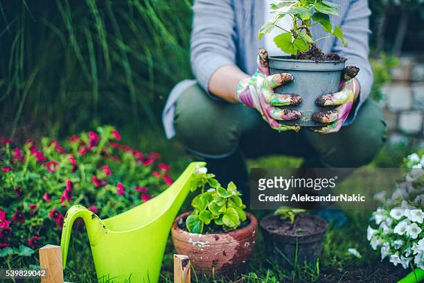 proud gardener - bloem plant stockfoto's en -beelden