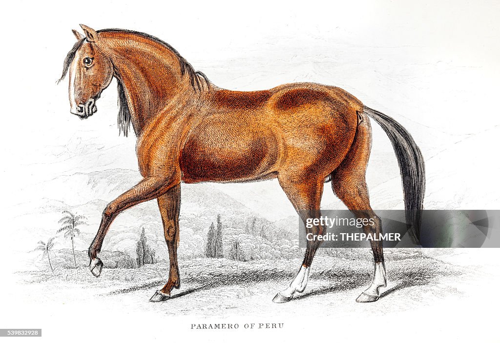 Cavalo Paso Fino 1841 peruano