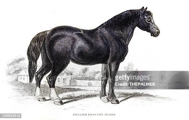 english draft horse 1841 - shire stallion stock illustrations
