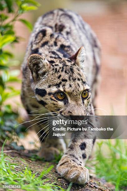 walking clouded leopard - neofelis nebulosa stock pictures, royalty-free photos & images