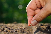 Farmer's hand planting seed in soil