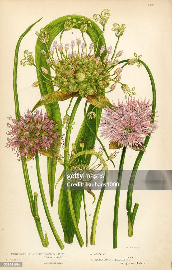Garlic, Allium, Chive,Victorian Botanical Illustration