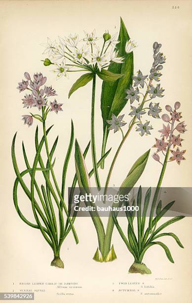 garlic, squill, scilla, allium, chive, onion victorian botanical illustration - chiave stock illustrations