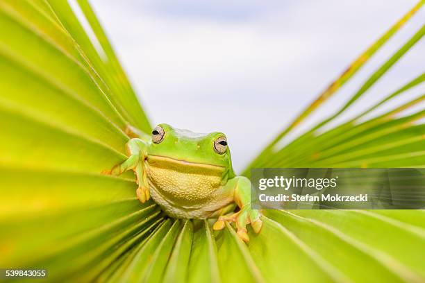 green tree frog (litoria caerulea) - cape leveque stock pictures, royalty-free photos & images