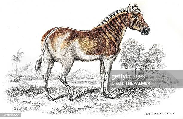 quagga zebra extinct engraving 1841 - extinct stock illustrations