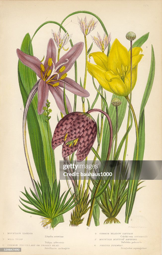 Tulpe, Lloydia, Fritillary, Safran, Asphodel, Pipewort, viktorianischen botanischen Illustrationen