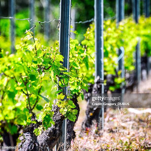 Grapevine Trunk Rtexture 1,770 Grapevine Trunk Stock Photos, High-Res Pictures, and Images ...