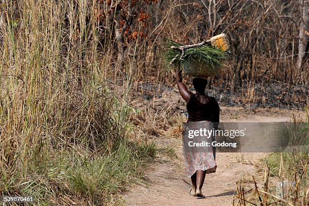 african village life - togo stock pictures, royalty-free photos & images