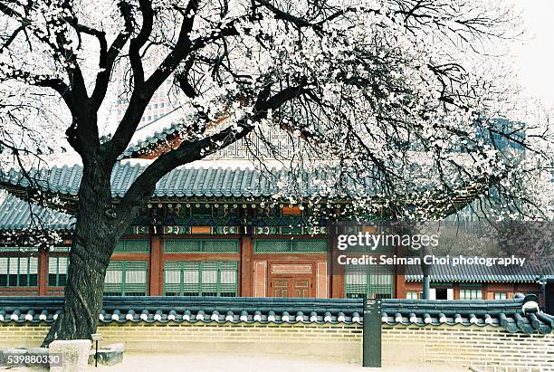 deoksugung palace seoul korea - deoksugung palace foto e immagini stock