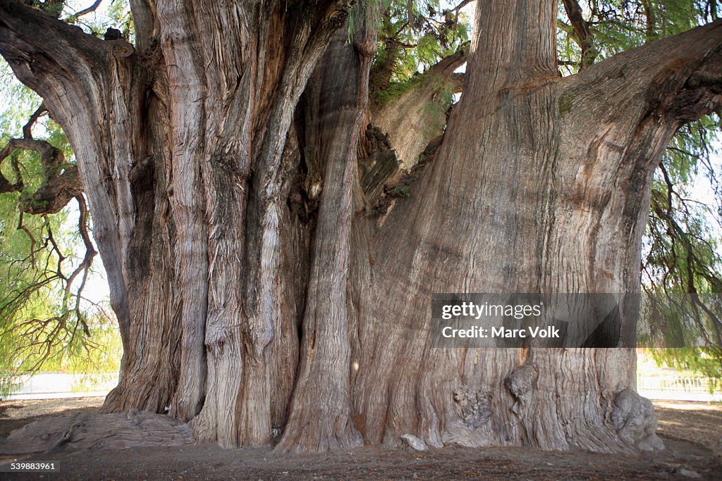 Giant Montezuma cypress tree