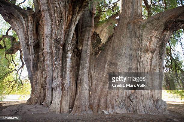 giant montezuma cypress tree - montezuma cypress stock pictures, royalty-free photos & images