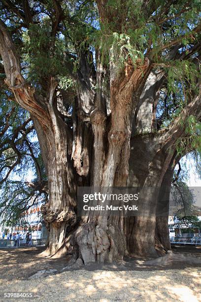 giant montezuma cypress tree - montezuma cypress stock pictures, royalty-free photos & images