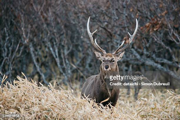 sika deer in notsuke peninsula - shiretoko stock pictures, royalty-free photos & images