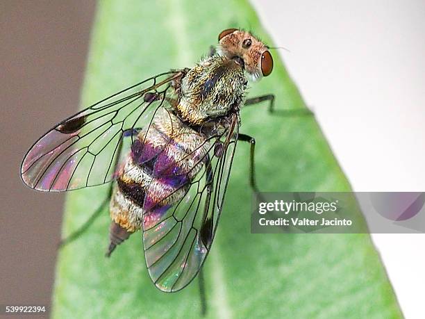 Snapping Fly 876 Snipe Fly Stock Photos, High-Res Pictures, and Images - Getty Images