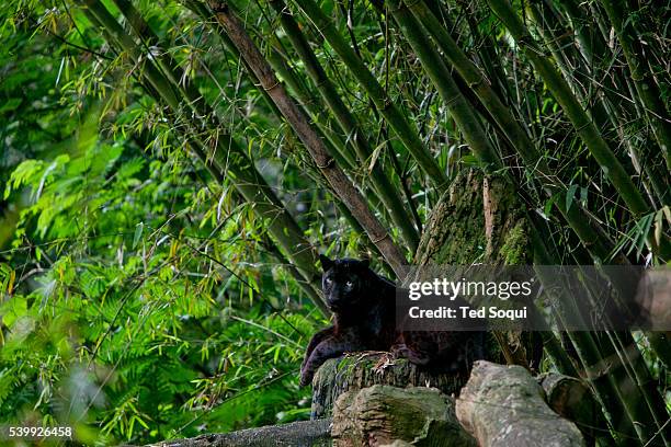 Black Panter rest inside the Taman Safari. The Taman Safari in Bogor. Thousands of wild and nearly extinct animals live on the safari site which...