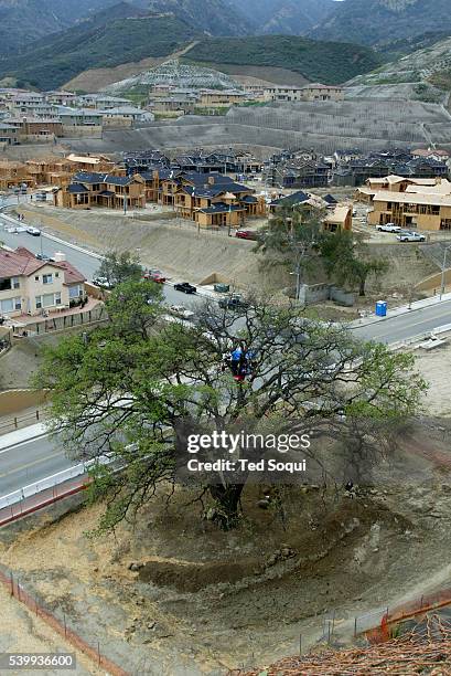 Aerial view of the "Old Glory" oak tree which is slated for removal to widen a local road in Santa Clarita.